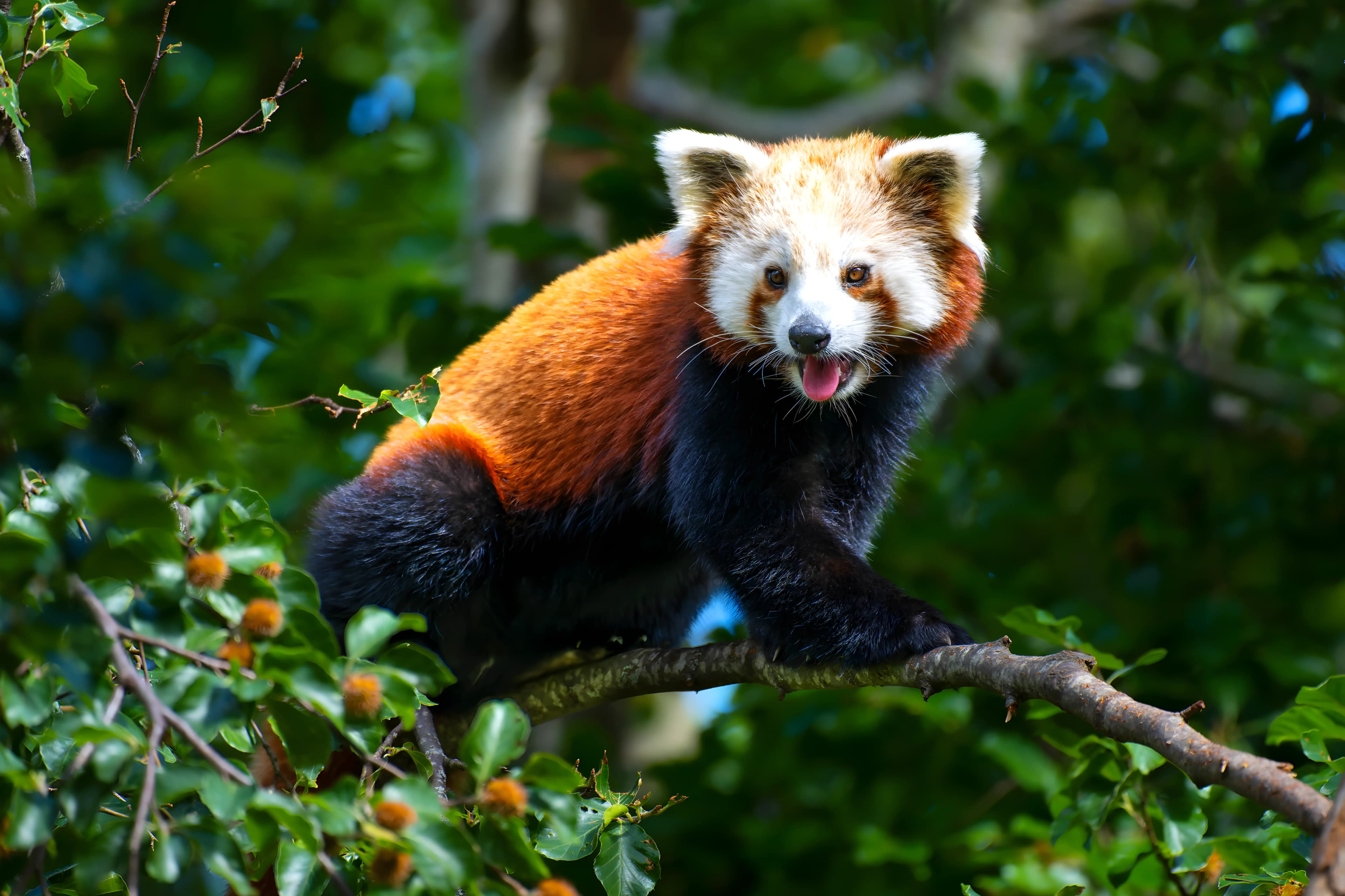 Panda roux au Parc Animalier d’Auvergne